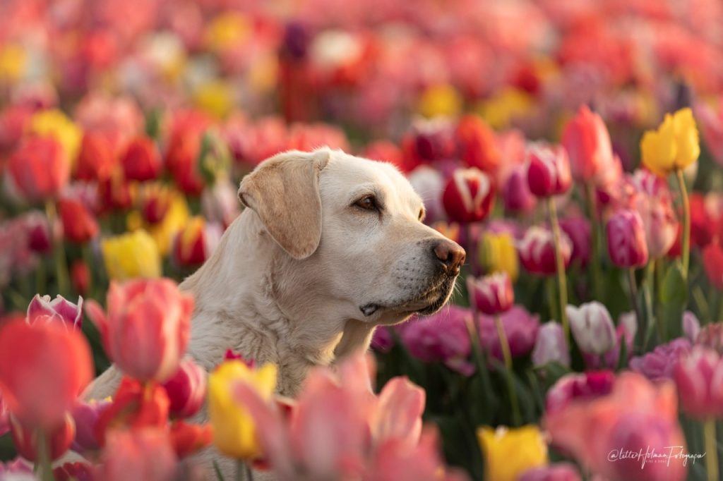 De huidige afbeelding heeft geen alternatieve tekst. De bestandsnaam is: april-2020-5.jpg